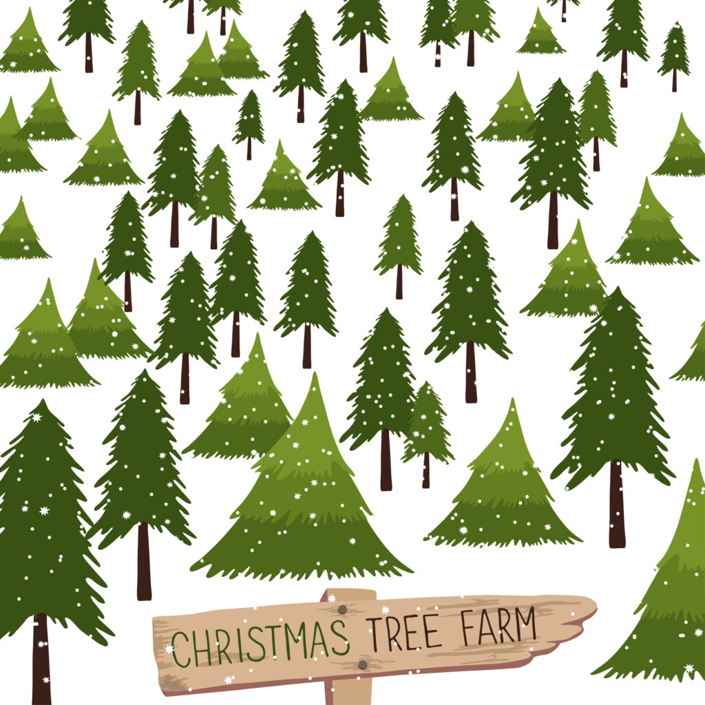 Christmas tree farm